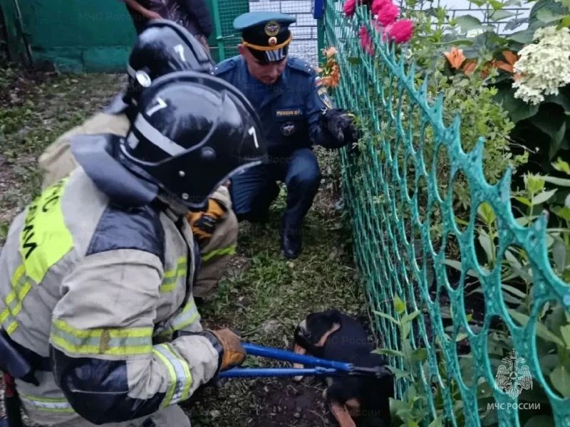Дважды за сутки орловские спасатели вызволяли животных из западни Дважды за сутки орловские спасатели вызволяли животных из западни