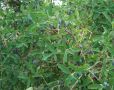 Секреты осенней обрезки жимолости