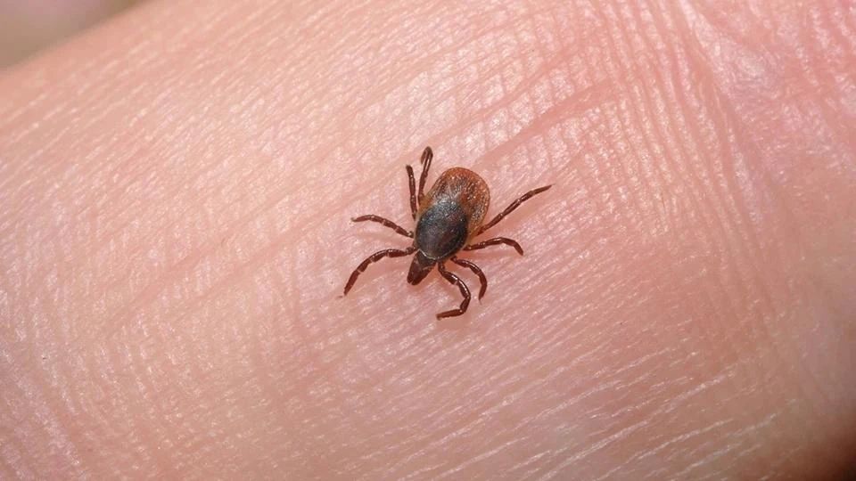 После укуса клещей 2 тысячи орловчан обратились к медикам