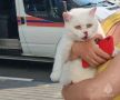 Утром в Орле спасли белую кошку Утро вторника 4 августа для белой кошки и её хозяйки выдалось беспокойным: что спровоцировало пушистика, жаркая погода или любопытство неизвестно, но в 8.14 на телефон 101 поступило...