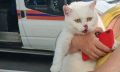 Утром в Орле белой кошечке потребовалась помощь спасателей