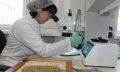 Лабораторные исследования подтвердили высокое качество орловского зерна