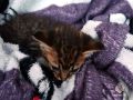 Накануне вечером спасатели МЧС помогли снять котёнка с дерева