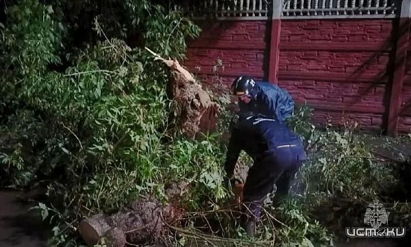 Холодный фронт ударил по Орловщине: 9 упавших деревьев, сбои в электроснабжении и работа аварийных бригад