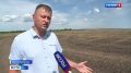 На Орловщине стартовал сев озимого рапса