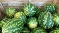 Орловцам рассказали, как выбрать зрелый арбуз