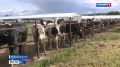 В селе Речица развивают растениеводство и племенное животноводство