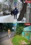 На улице Осипенко в Орле спилили деревья