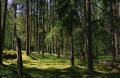 Орловский губернатор призвал жителей региона выявлять в лесных массивах подозрительных лиц, которые «имеют речевой акцент и плохо ориентируются на местности»
