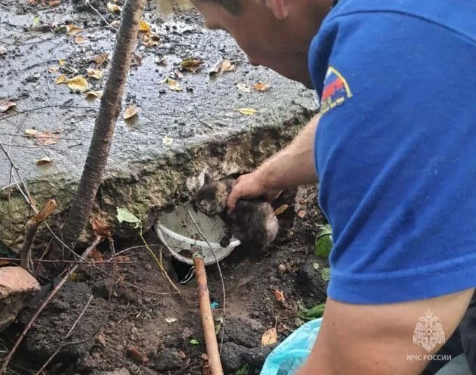 В Орле собаку снимали с крыши склада при помощи носилок, а в Сосково котенка пришлось доставать из-под плиты из ямы В Орле собаку снимали с крыши склада при помощи носилок, а в Сосково котенка пришлось доставать из-под плиты из ямы