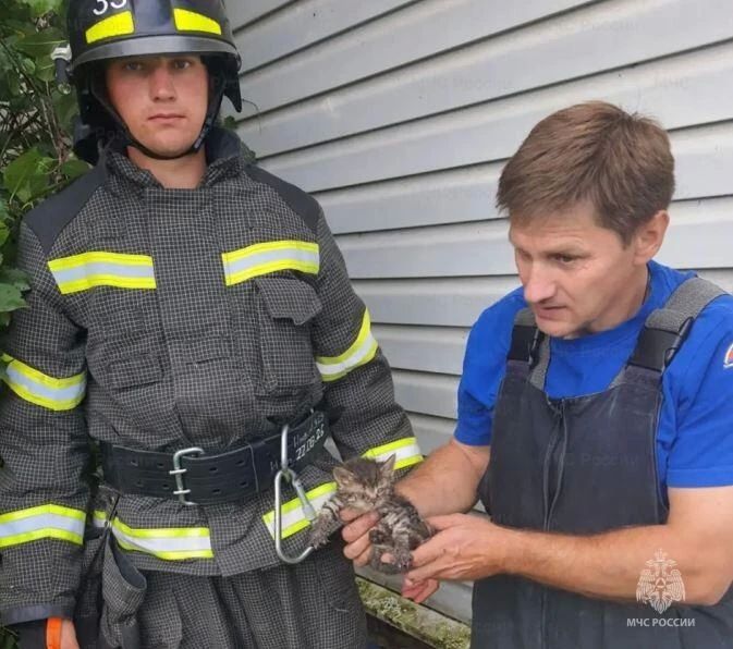 В Орле собаку снимали с крыши склада при помощи носилок, а в Сосково котенка пришлось доставать из-под плиты из ямы В Орле собаку снимали с крыши склада при помощи носилок, а в Сосково котенка пришлось доставать из-под плиты из ямы