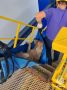 В Орле собаку снимали с крыши склада при помощи носилок, а в Сосково котенка пришлось доставать из-под плиты из ямы