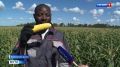 Орловские фермеры собирают урожай