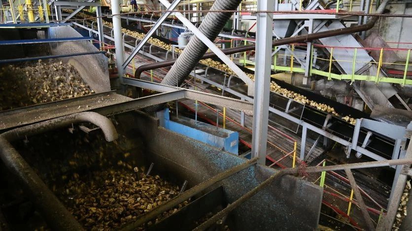 В Орловской области началась приемка и переработка нового урожая сахарной свеклы