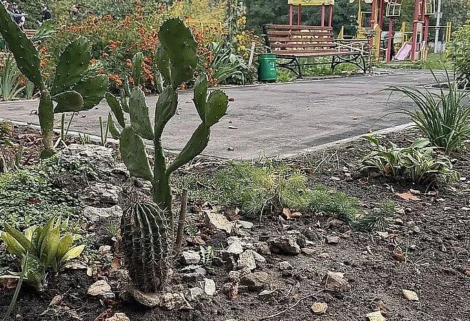 На Максима Горького в Орле орловцы украсили двор кактусами
