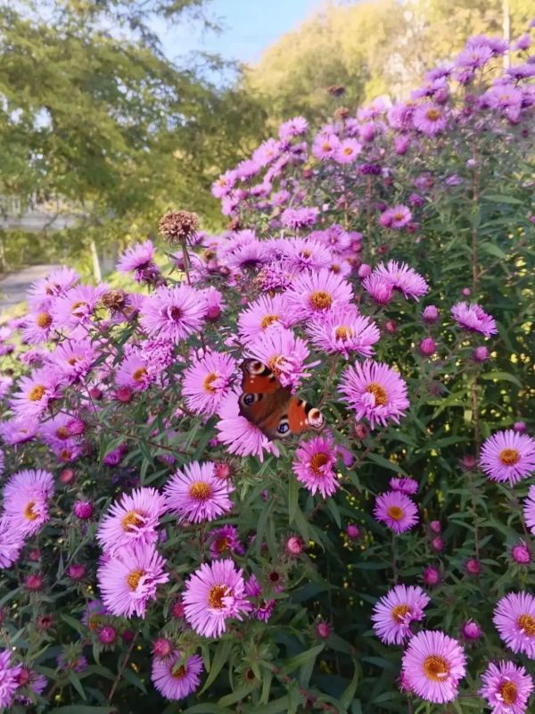 Хорошего дня, орловцы Хорошего дня, орловцы