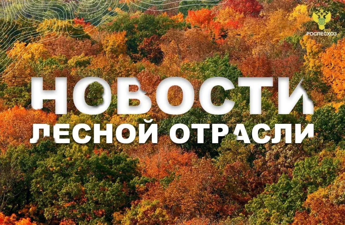 Мой Алтай: Рослесхоз подвёл итоги «Лесного многоборья-2026»