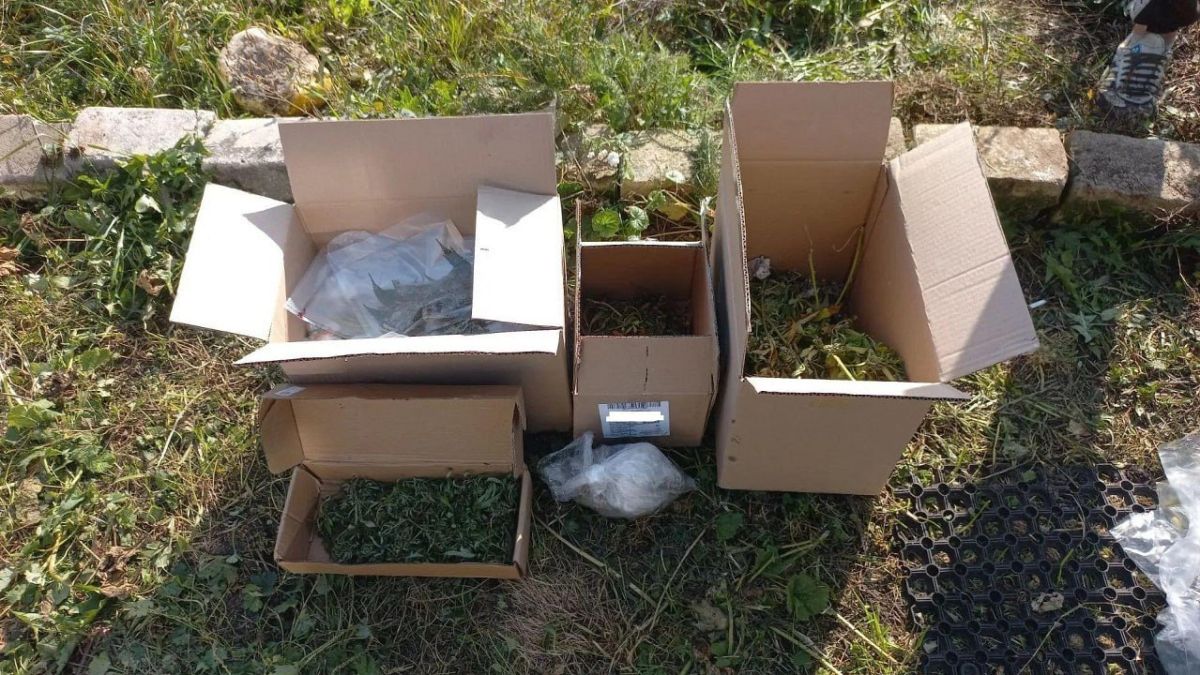 Полицейские случайно обнаружили почти 300 кустов конопли у жителя Орловской области Полицейские случайно обнаружили почти 300 кустов конопли у жителя Орловской области