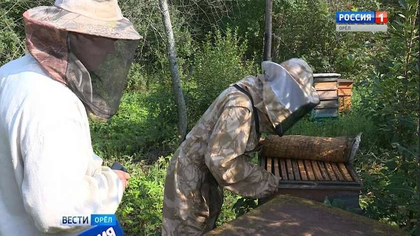 В Орловской области фермеры выплатят шесть миллионов рублей за гибель пчел