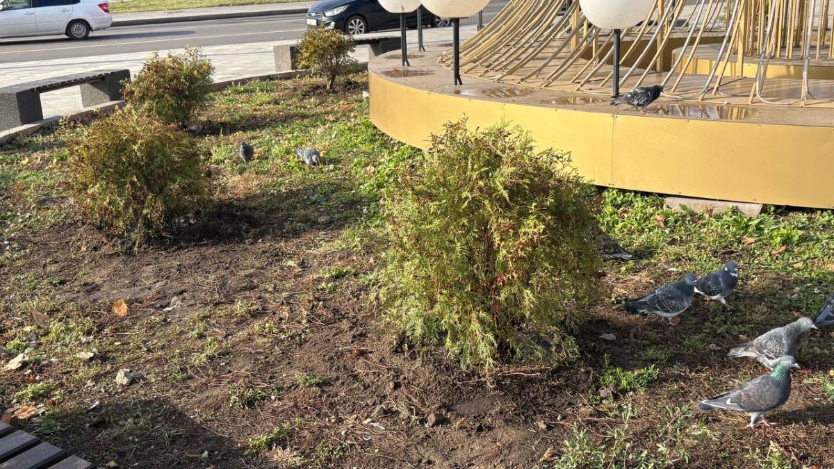 В Орле возле Тургеневского моста на клумбе высадили 11 туй В Орле возле Тургеневского моста на клумбе высадили 11 туй