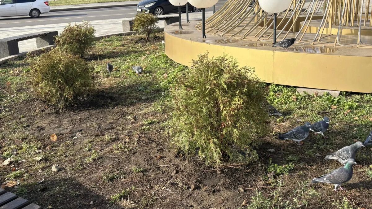 В Орле возле Тургеневского моста на клумбе высадили 11 туй